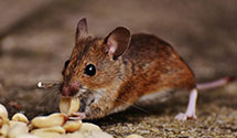 24 Hour & Emergency Exterminators in Pewamo, MI